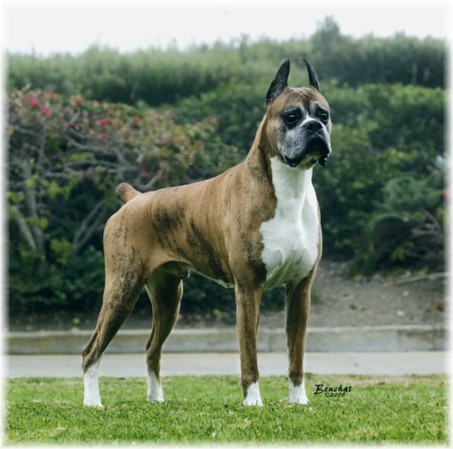 Fireside Boxers-California Boxer Breeder